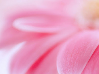 すべての花の画像 Iphone ピンク の ガーベラ 待ち受け