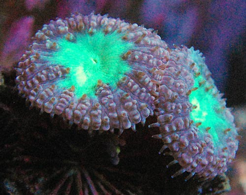 Blastomussa wellsi