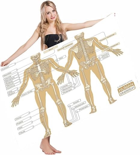Body Parts Diagram Women / Pin On Artificial Intelligence Catdrivers Com