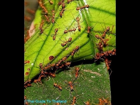 Natural Ways to Rid out the Ants in the Garden! - What's New