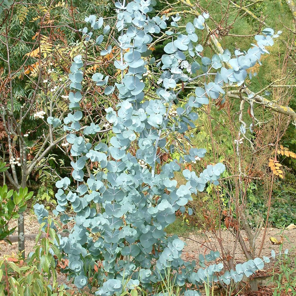 Eucalyptus gunnii Tree | Buy Cider Gum Trees Online