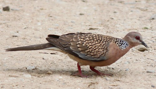 Red-collared dove