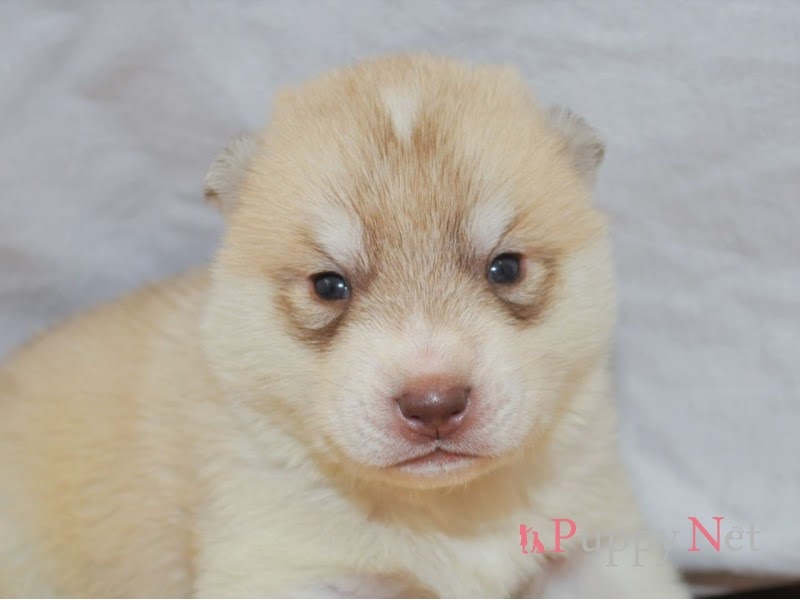 無料ダウンロード ハスキー ミックス 犬 販売 トップ100以上の画像写真