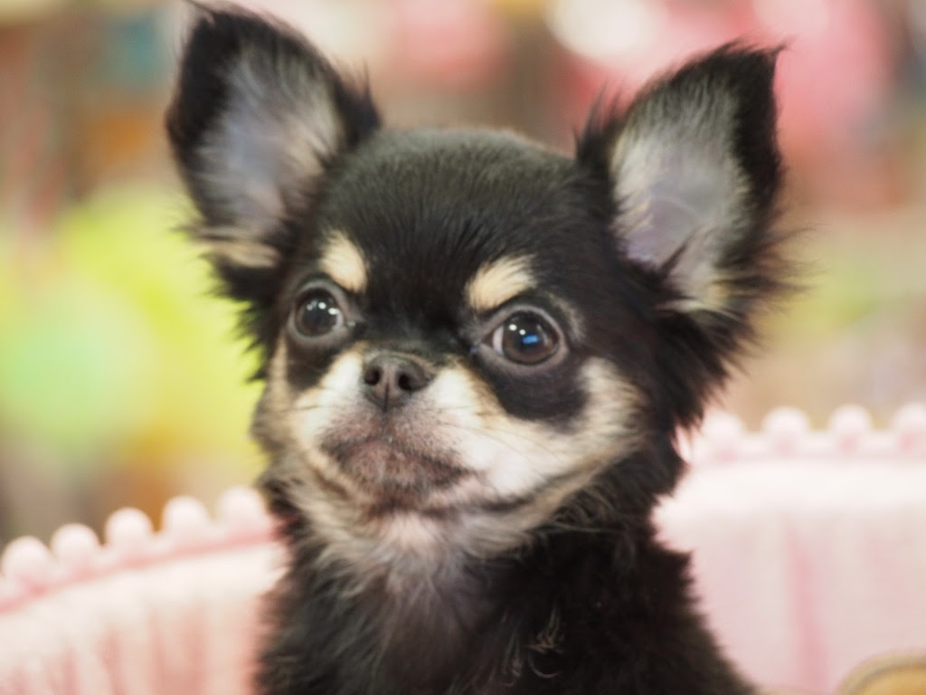 ユニーク子犬 可愛いチワワ 最高の動物画像