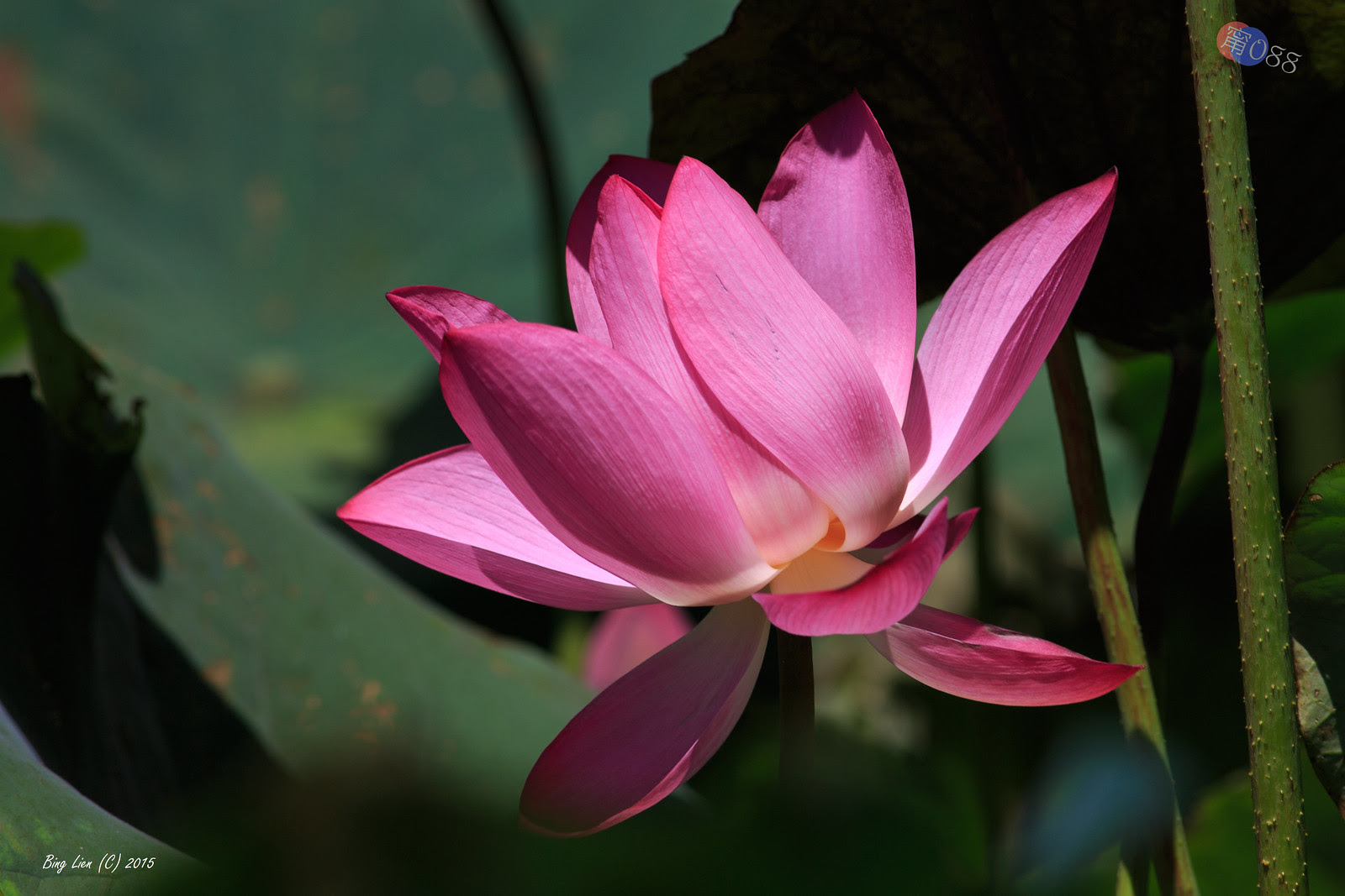 WATER_BING2780_LR