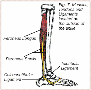 Did I Ask For It Stat?: Peroneus tendons