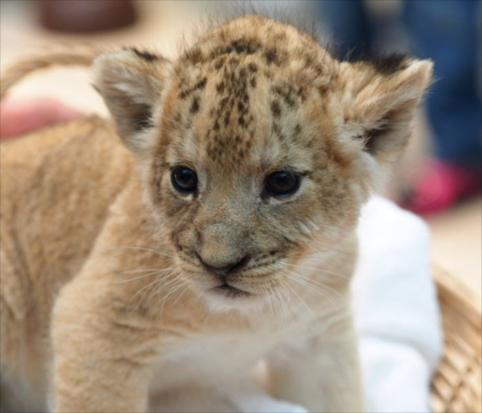 kasword 生まれたて ライオン 赤ちゃん かわいい