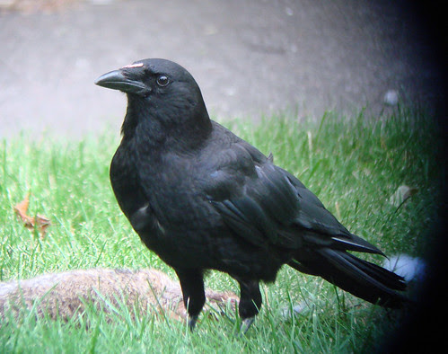 American Crow