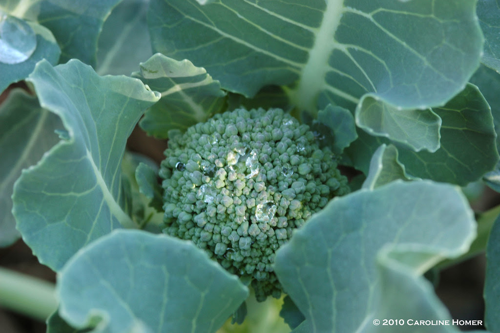 Baby broccoli