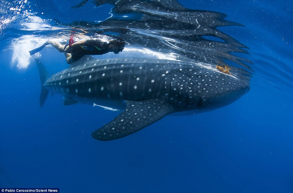 This photograph shows the incredible moment a brave diver got to within touching distance of a 33ft (10m) whale shark near Isla Mujeres in Mexico