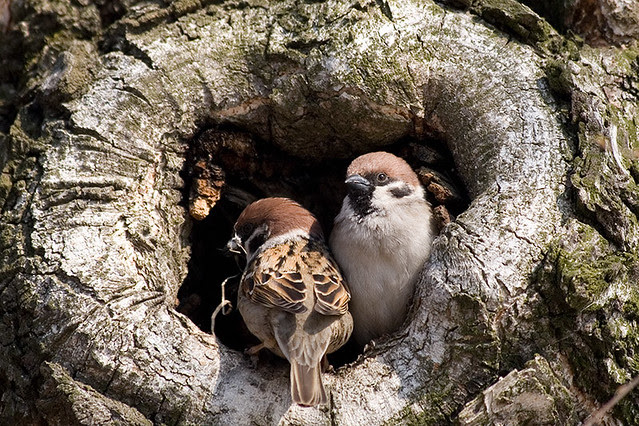 Sparrow family's house