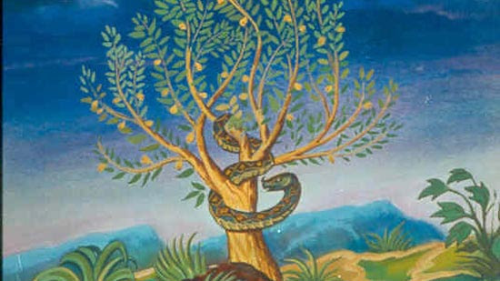 معلومات عن شجرة المعرفة Shajara