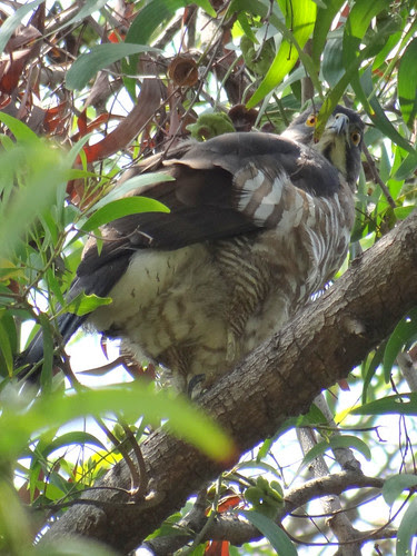 鳳頭蒼鷹/無限台南