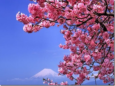 06kawaduzakura_huzi3 06kawaduzakura_huzi3