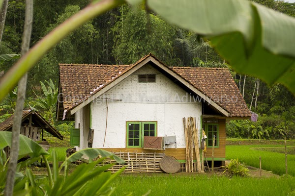 Contoh Rumah Tepi Sawah