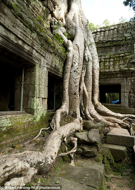 A Kapok tree covers the building