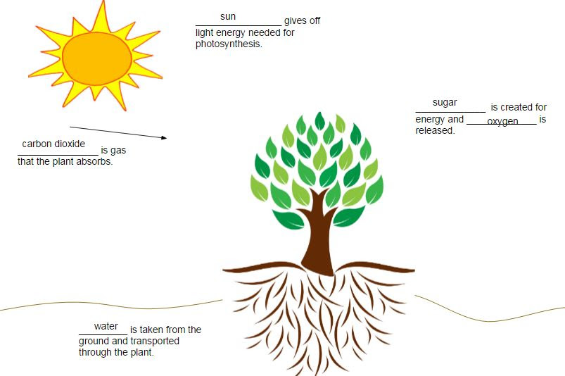 Photosynthesis Images For Drawing