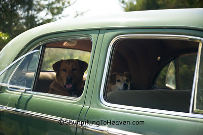Rambo and Rowdy Waiting for a Ride in a 1940 Buick Special, Alamance County, North Carolina
