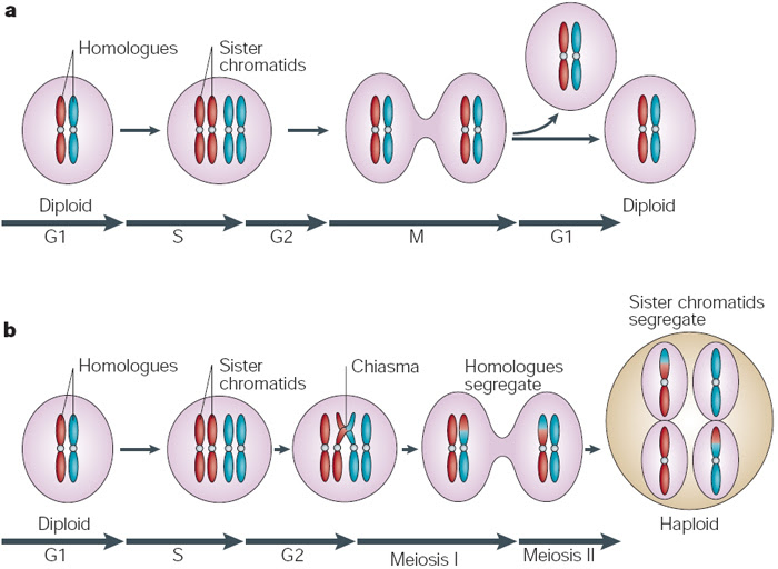 BIO1010MC