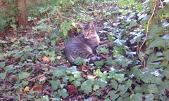 Parking lot visitor
