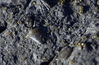 Fossils and Pyrite 2