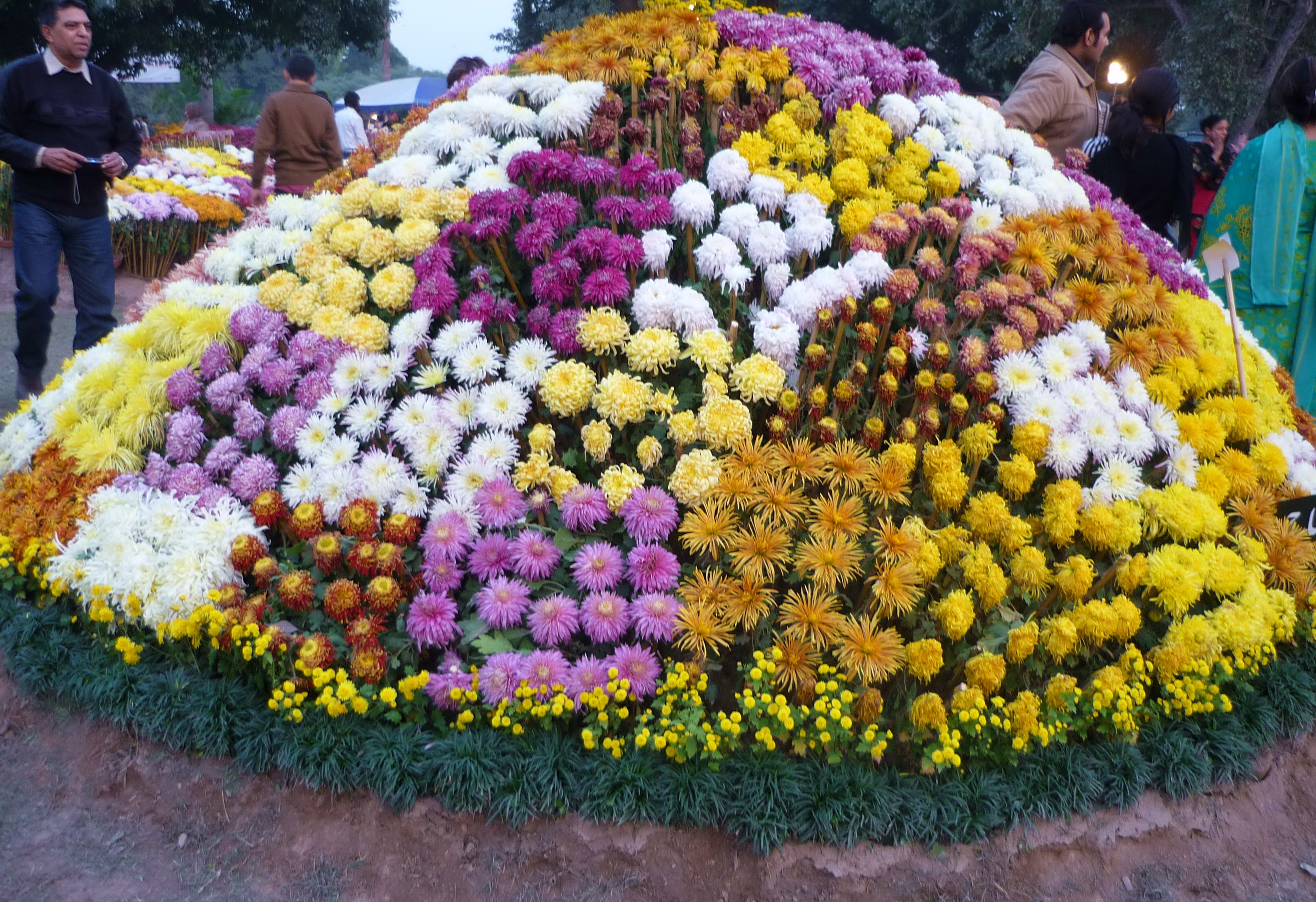 Filechrysanthemumshow Wikimedia Commons Chrysanthemums