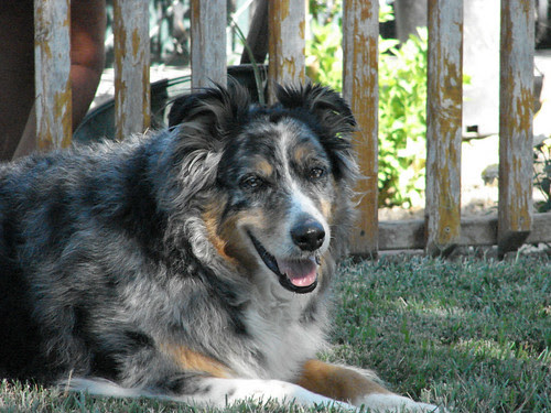 Max on a Summer afternoon