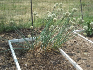 Spring Garden 2010 Mature Onion Plant