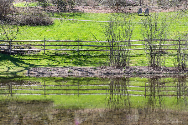 pond reflections