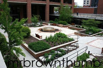 Medicinal/herbal garden UIC Chicago