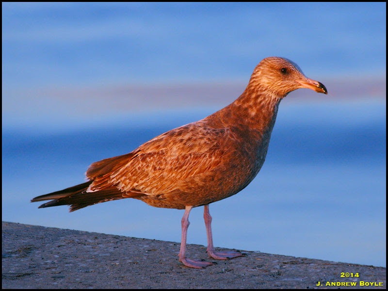 Herring Gull Herring Gull