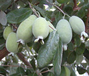 http://www.maggiesgarden.com/Plant_Profiles/Plant_This/Pineapple_Guava/Pineapple_guava_fruit.jpg