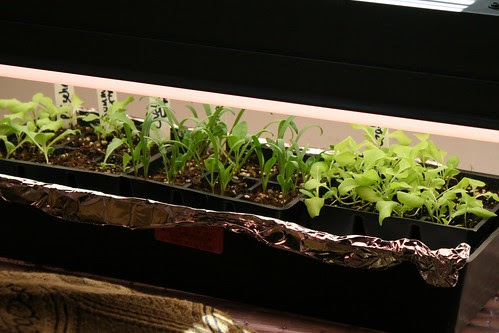 seedings under lights