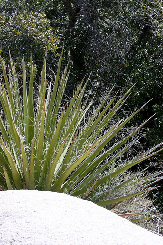 yucca schindigera