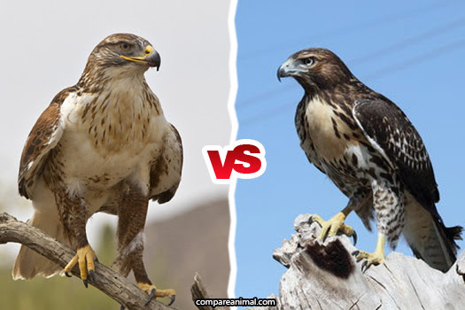 difference between hawk and falcon and eagle