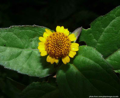 bulek plant