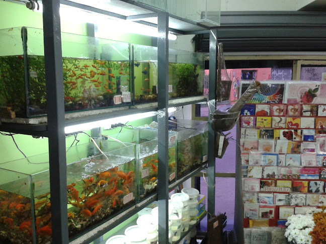 Avaliações sobre Floricultura Alterosa em Belo Horizonte - Floricultura