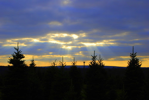 Tree Hunt1