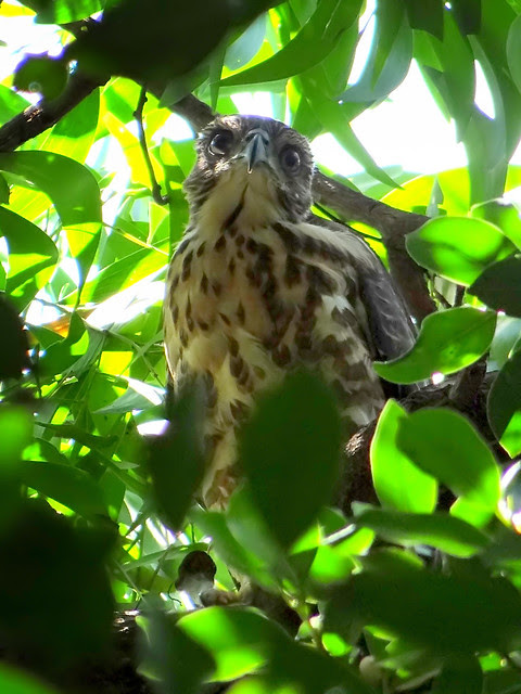 鳳頭蒼鷹/無限台南