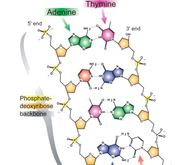 in dna the nitrogenous bases are held together by
