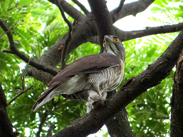 鳳頭蒼鷹/無限台南