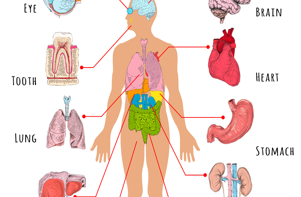 Women Human Body Parts / English Vocabulary: Parts of the Body
