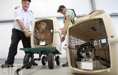 ASIAPATA's Pet Transportation Service From Hanoi to Korea
