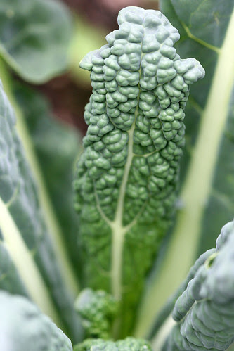 dino kale