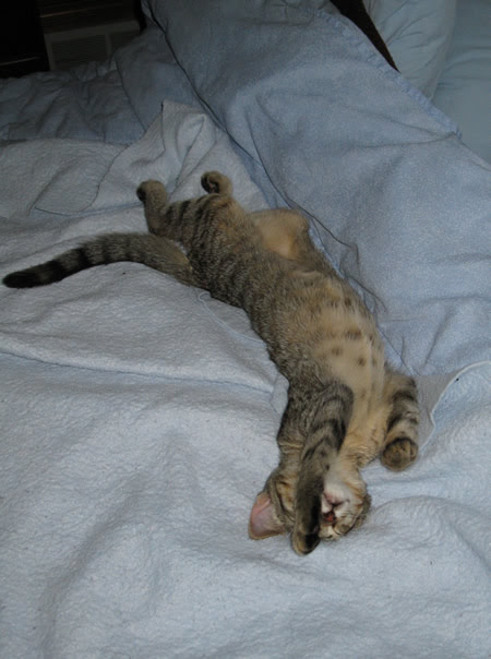cookie-napping