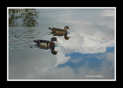 Colorful WoodDucks
