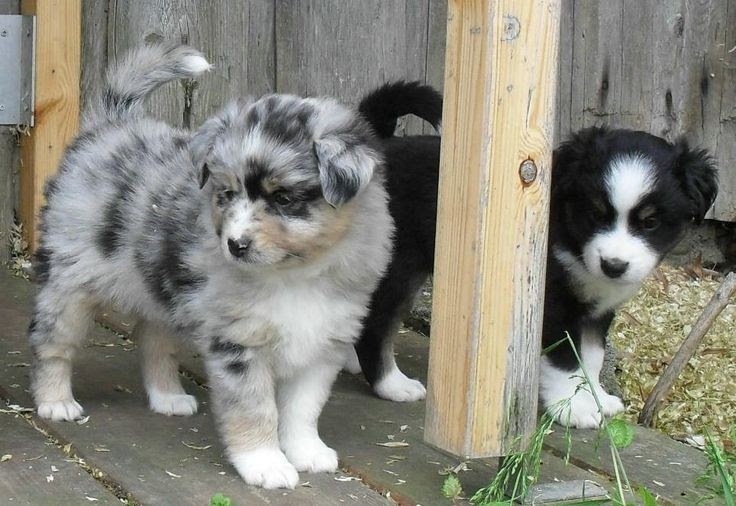 Pomsky Hund Kaufen Schweiz