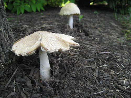 Mushrooms