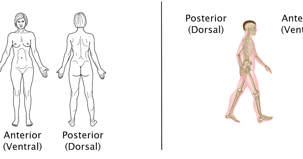 Blank Anatomical Position Human Body Diagram - Human Figure Diagram In
