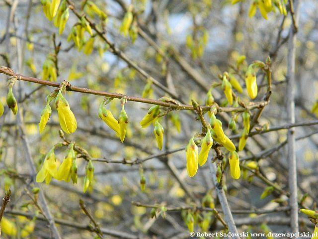 Forsycja Forsycja